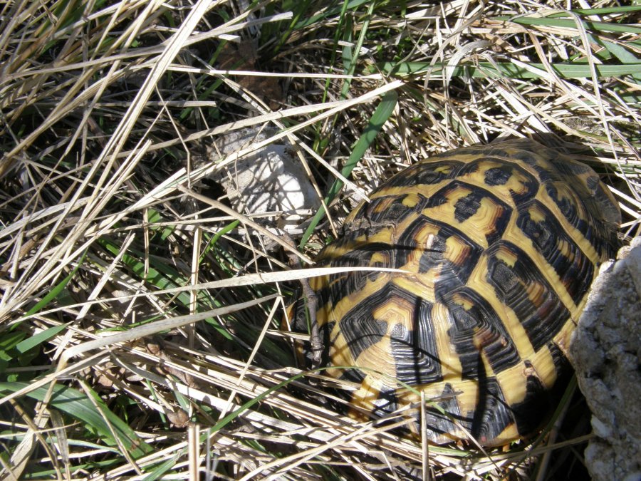 Cerca l''intruso:Testudo hermanni hermanni  e .....