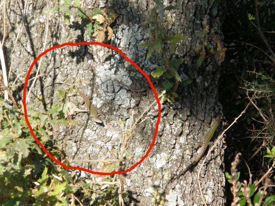 Hai mai visto una Podarcis sicula cos?