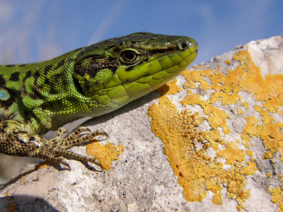 Faccia verde