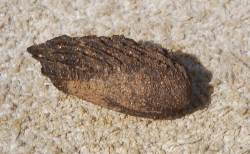 Identificazione 