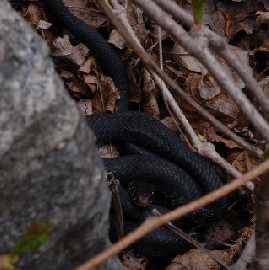Qualche Hierophis viridiflavus nell''habitat
