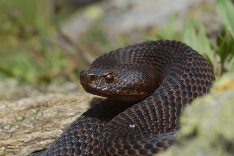 Alcune vipere melaniche