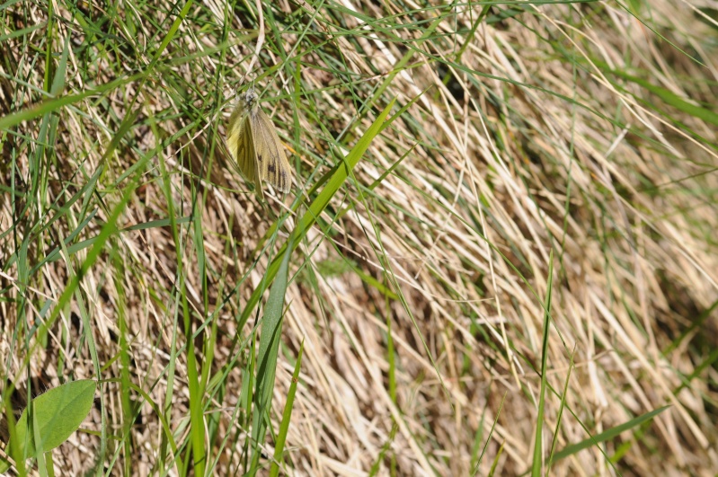 Identificazione farfalla