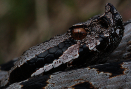 Ibrido Vipera aspis x Vipera ammodytes