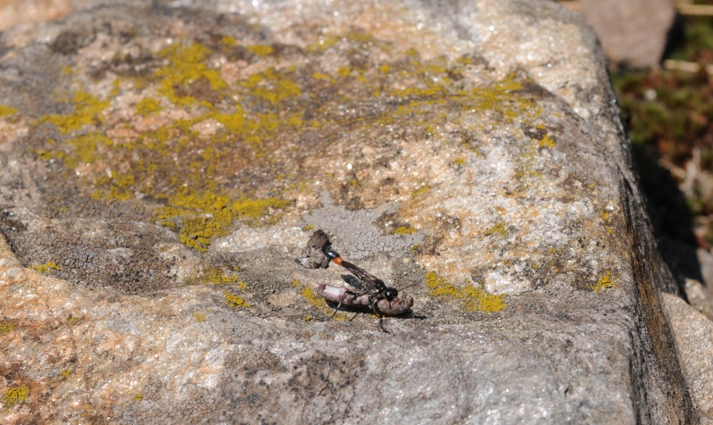 Ammophila sp. (Sphecidae)