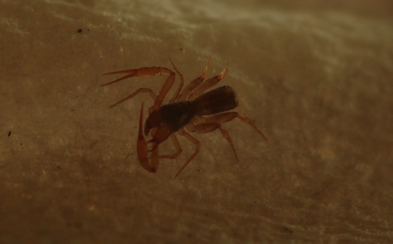 Pseudoscorpione, Chthoniidae