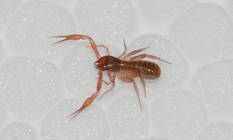 Pseudoscorpione, Chthoniidae
