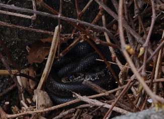 Qualche Hierophis viridiflavus nell''habitat
