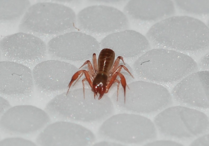 Pseudoscorpione, Chthoniidae