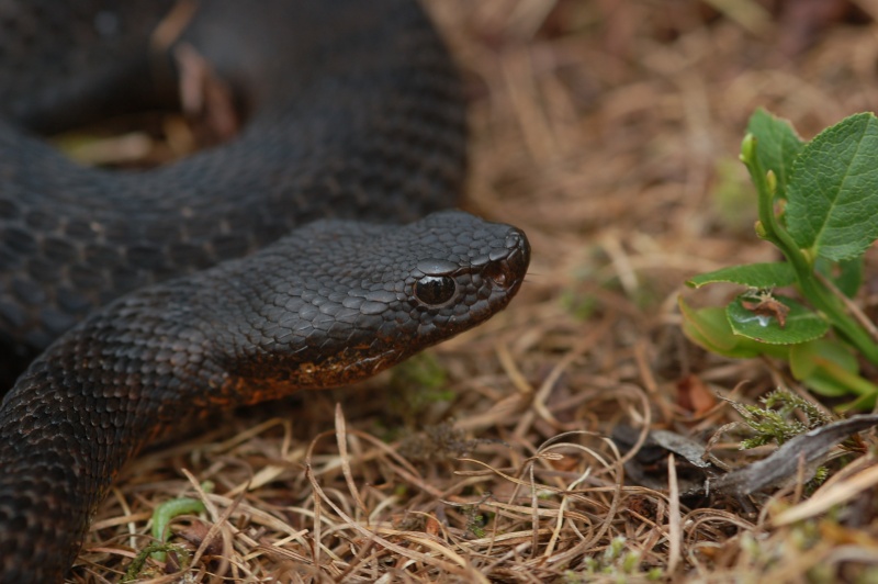 Alcune vipere melaniche