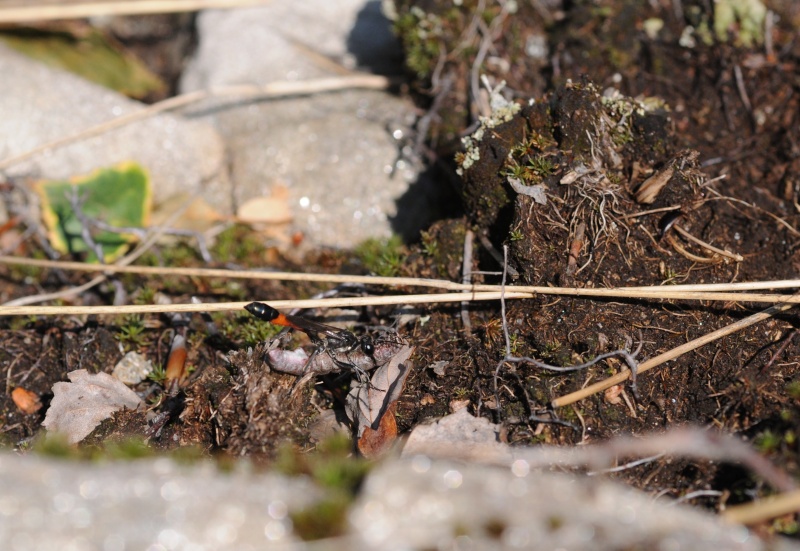 Ammophila sp. (Sphecidae)