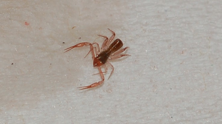 Pseudoscorpione, Chthoniidae