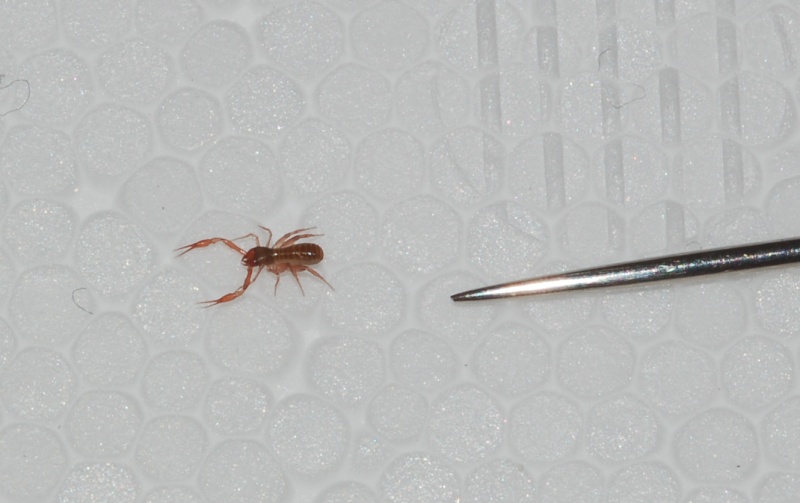 Pseudoscorpione, Chthoniidae