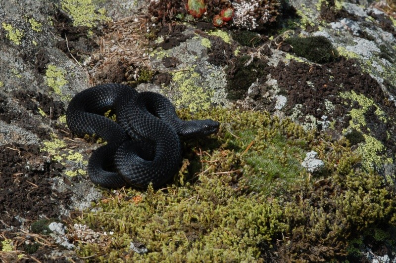 Alcune vipere melaniche