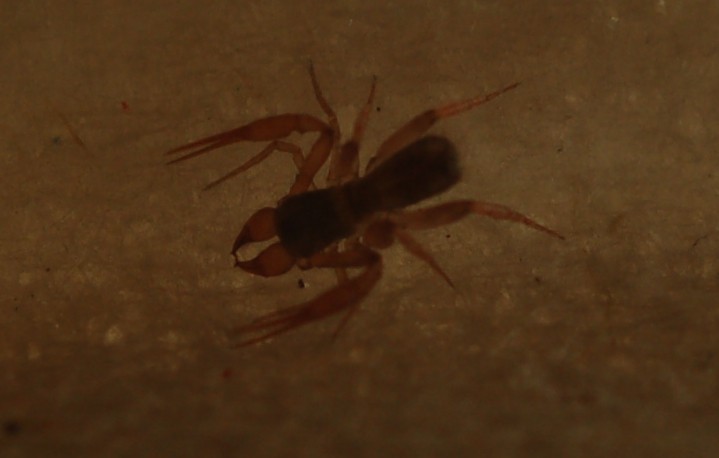 Pseudoscorpione, Chthoniidae