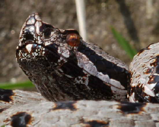 Ibrido Vipera aspis x Vipera ammodytes