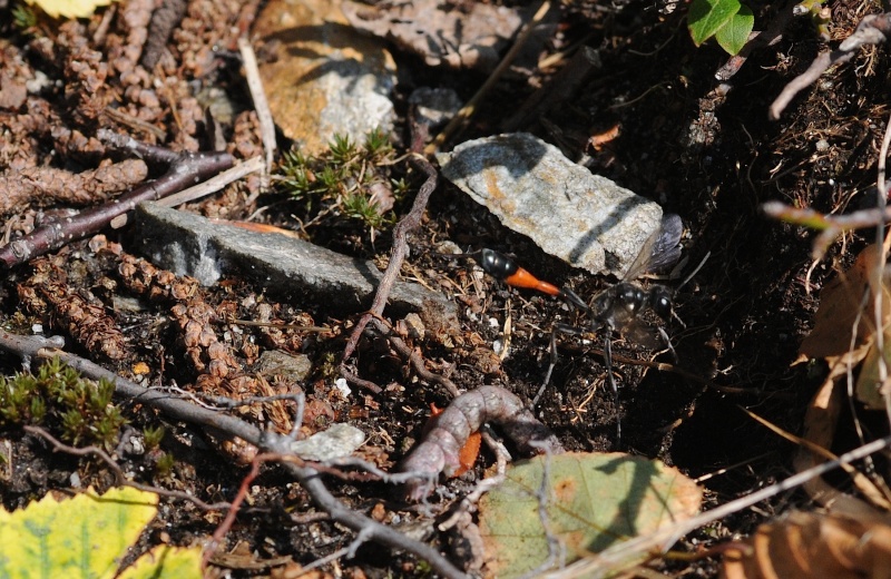 Ammophila sp. (Sphecidae)