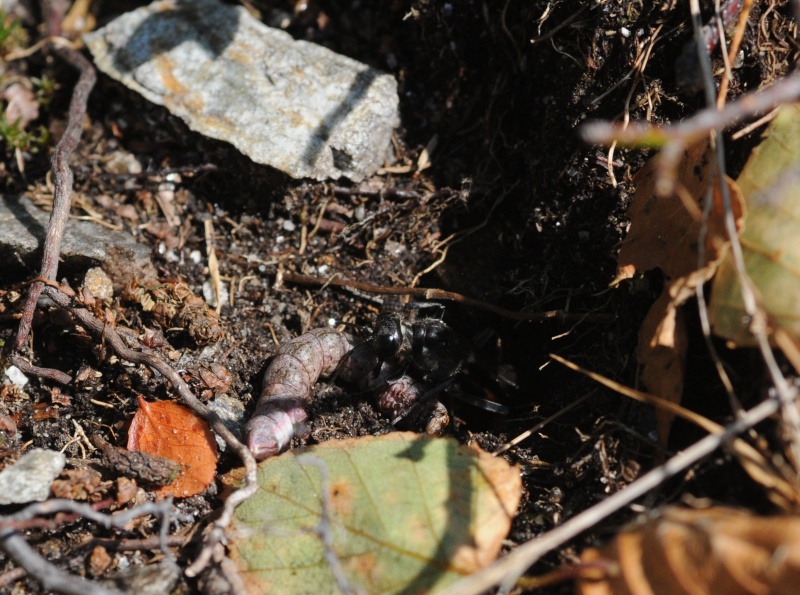 Ammophila sp. (Sphecidae)