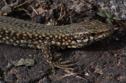Podarcis muralis maculiventris