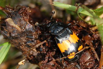 Nicrophorus vespilloides svizzero