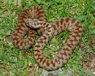 Vipera berus nel canton Ticino