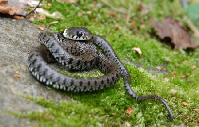 Vipera  e Natrix