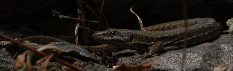 Podarcis muralis maculiventris