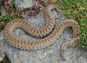 Vipera berus nel canton Ticino