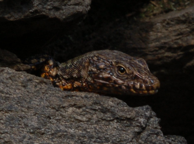 Podarcis muralis maculiventris