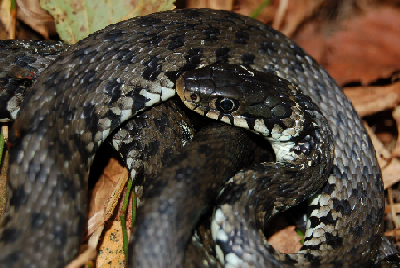 Vipera  e Natrix