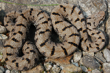 Vipera  e Natrix