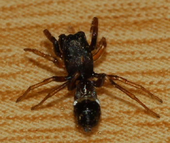 Leptorchestes sp.