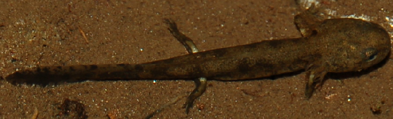 Larva di salamandra