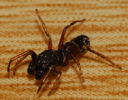 Leptorchestes sp.