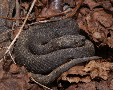 Vipera berus