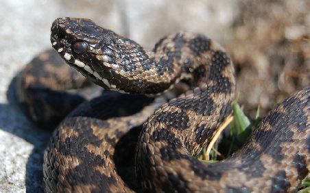 Vipera berus nel canton Ticino