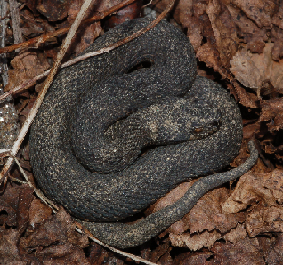 Vipera berus