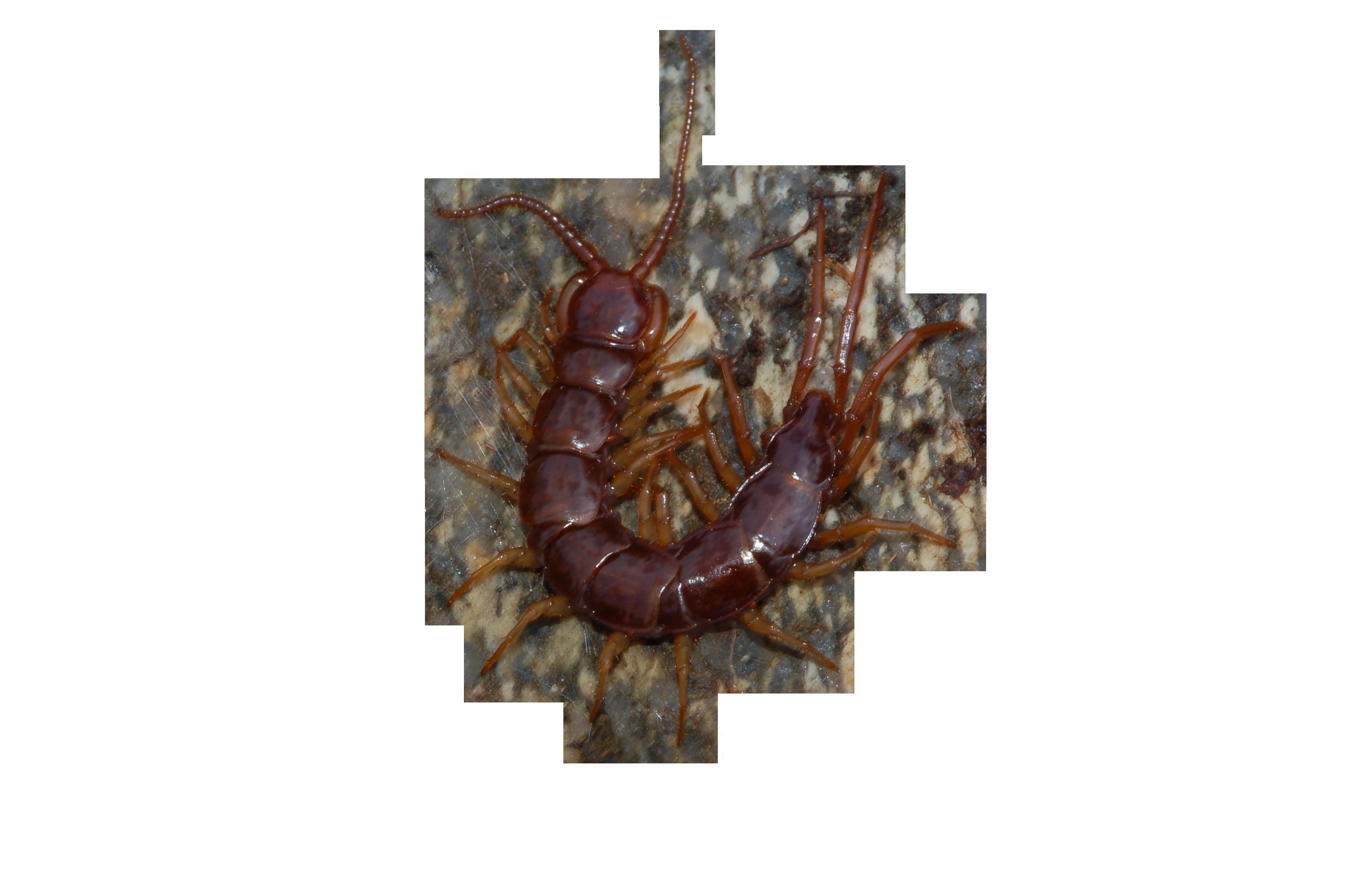 Lithobius