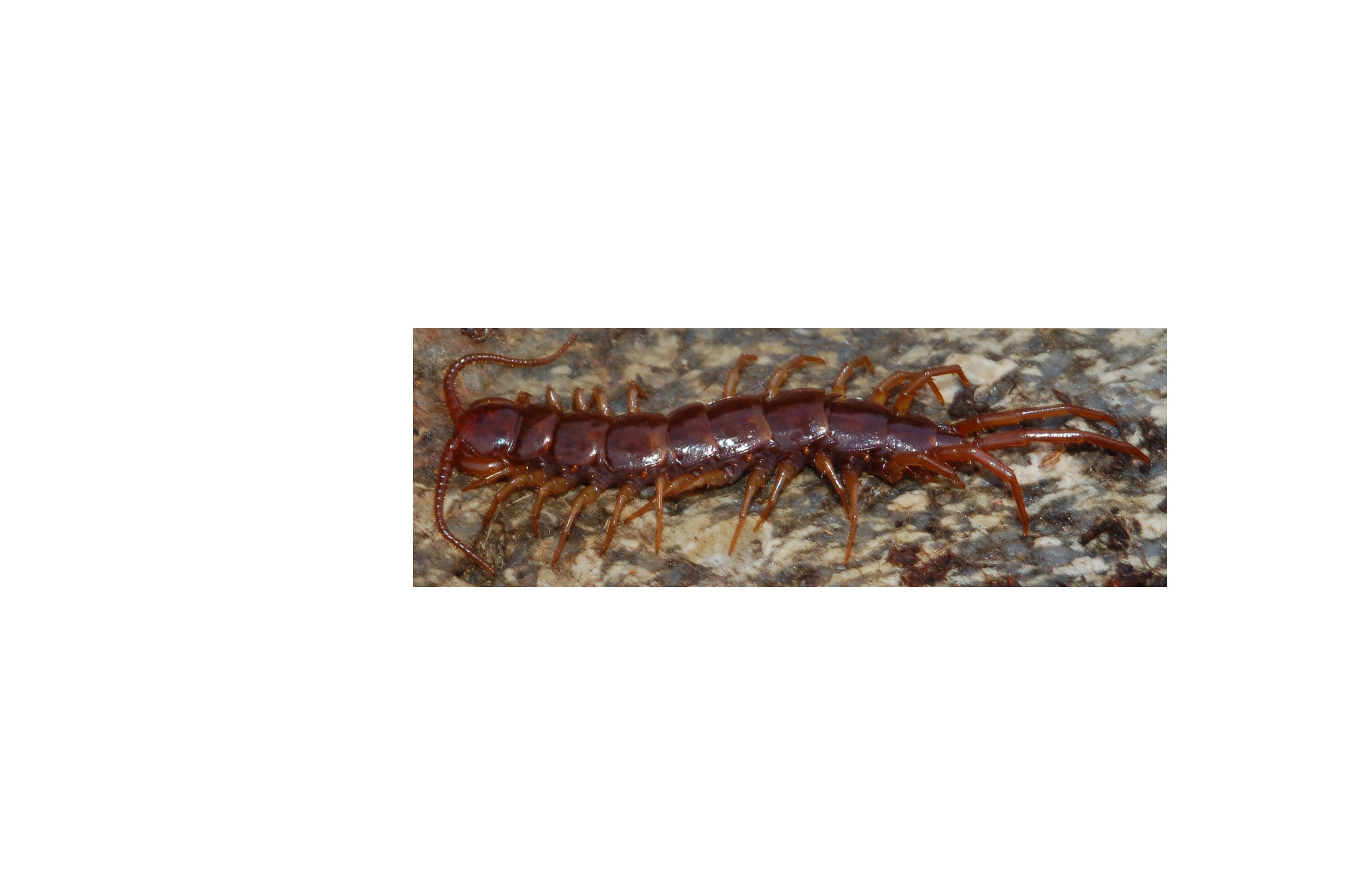 Lithobius