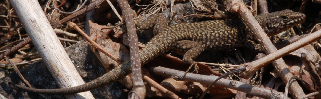 Podarcis muralis maculiventris