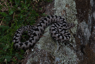Ibrido Vipera aspis x Vipera ammodytes
