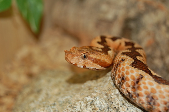 Vipera berus nel canton Ticino