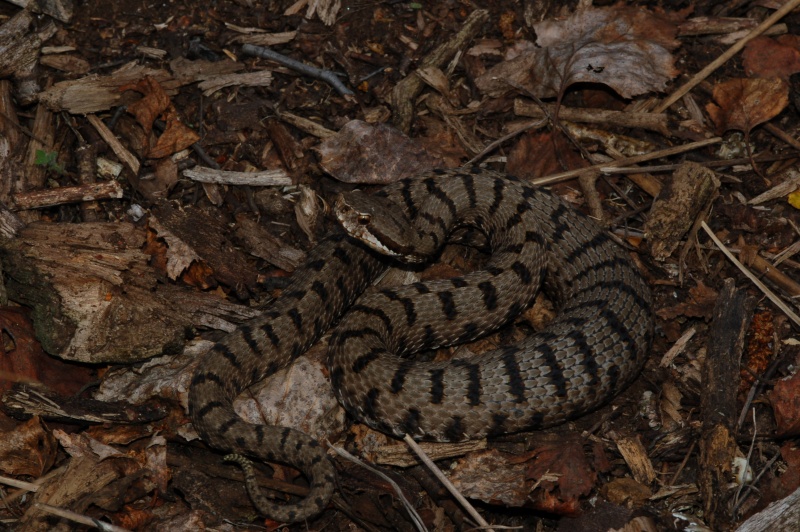 Vipera aspis francisciredi