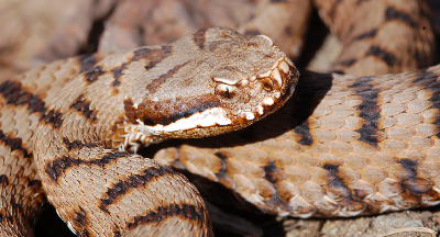 La mia prima vipera del 2009