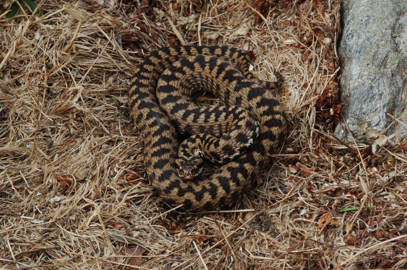 Vipera berus nel canton Ticino