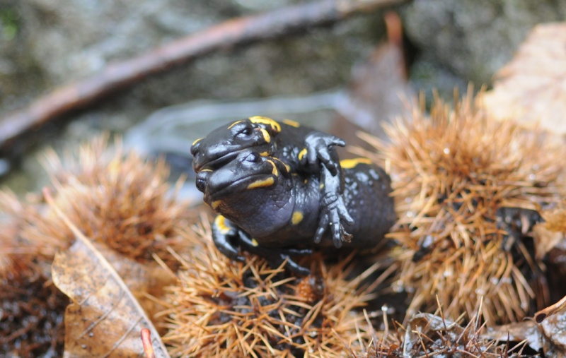 Salamandra beffarda...