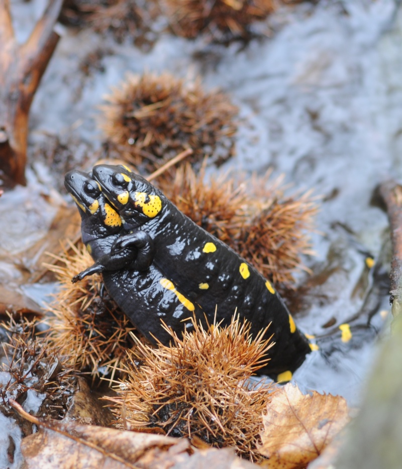 Salamandra beffarda...