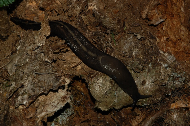 Limax cf cinereoniger del Ticino (Svizzera)