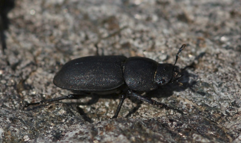 Dorcus parallelipipedus
