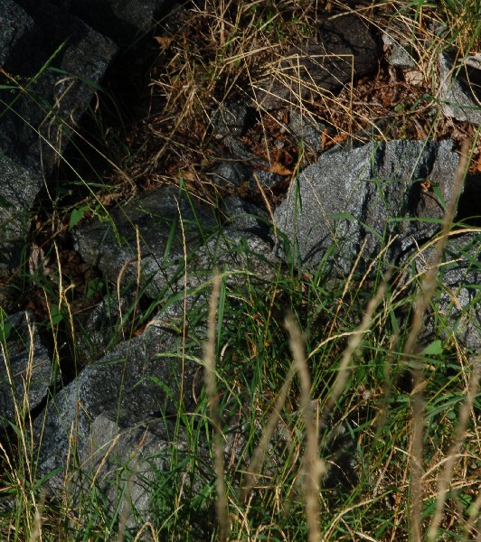 Serpente autunnale...
